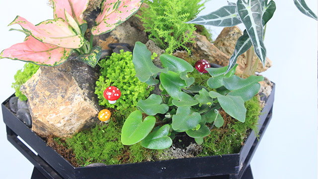 花友们，来看看Royal Flowers产品中的绿植，你喜欢哪几款！