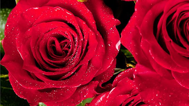 Royal Flowers产品中的花礼组合都有哪些寓意可循呢？